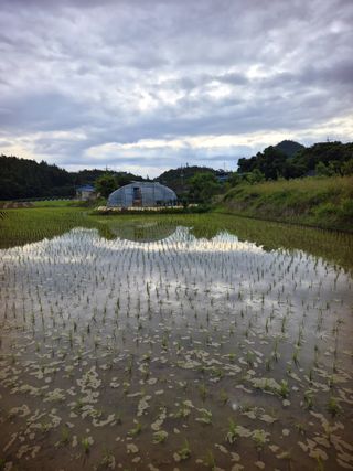 오이8898황산면님의 벼 · 영농일지 작성글 사진