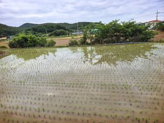 오이8898황산면님의 벼 · 영농일지 작성글 사진