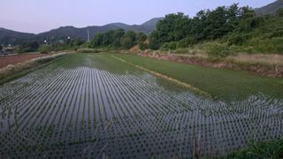 가야산아래촌농님의 기타작물 · 영농일지 작성글 사진