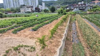 신안광열님의 기타작물 · 영농일지 작성글 사진