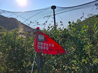 황인근님의 블루베리 · 영농일지 작성글 사진