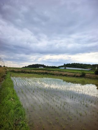 오이8898황산면님의 벼 · 영농일지 작성글 사진