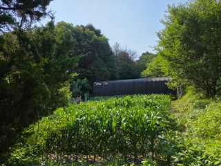 김윤회님의 옥수수 · 영농일지 작성글 사진