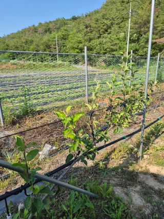 주말농 젠바님의 기타작물 · 영농일지 작성글 사진