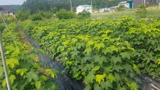최춘득 청대산 님의 들깨 · 영농일지 작성글 사진