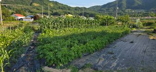 산골아찌님의 기타작물 · 영농일지 작성글 사진
