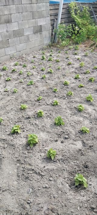 주말 농원(이시원)님의 기타작물 · 영농일지 작성글 사진