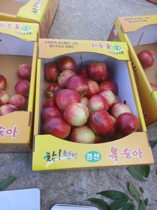 최영묵님의 복숭아 · 영농일지 작성글 사진