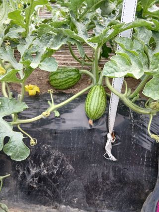 부자수박님의 기타작물 · 영농일지 작성글 사진