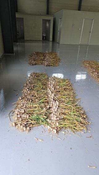 이순정남58님의 마늘 · 영농일지 작성글 사진