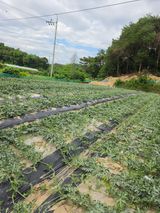 이성규 (선농장)님의 작성글 사진