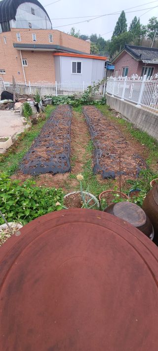 조희경님의 마늘 · 영농일지 작성글 사진