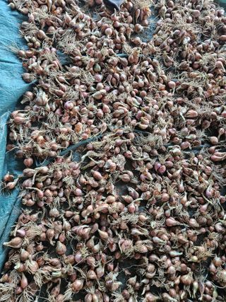 경달현님의 파 · 영농일지 작성글 사진