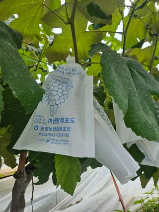오세화님의 기타작물 · 영농일지 작성글 사진
