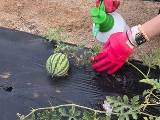 발해인님의 작성글 사진