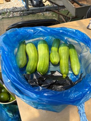 베리의정원님의 기타작물 · 영농일지 작성글 사진