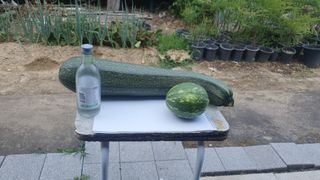 송완춘님의 상추 · 영농일지 작성글 사진