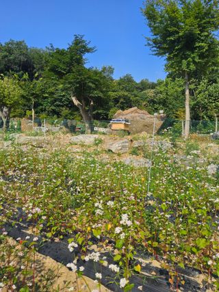 발해인님의 기타작물 · 영농일지 작성글 사진