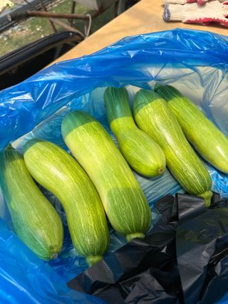 베리의정원님의 기타작물 · 영농일지 작성글 사진
