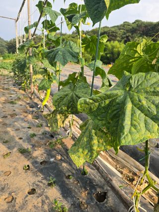 藝園님의 기타작물 · 영농일지 작성글 사진