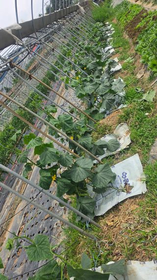 최석주님의 기타작물 · 영농일지 작성글 사진