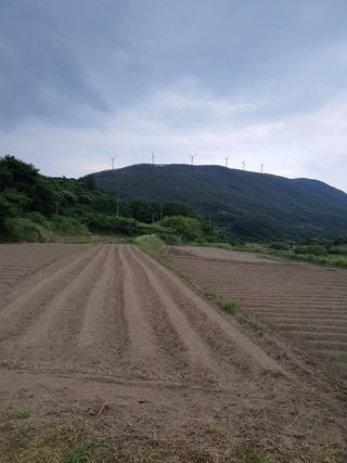 콩사랑님의 콩 · 영농일지 작성글 사진