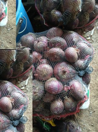 김명자님의 기타작물 · 영농일지 작성글 사진