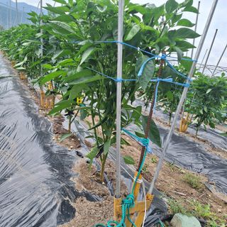 (복조리농장)김찬두님의 고추 · 영농일지 작성글 사진