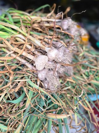 윤장원님의 기타작물 · 영농일지 작성글 사진