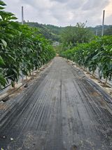 藝園님의 작성글 사진