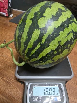 빛그린 김용화님의 기타작물 · 영농일지 작성글 사진