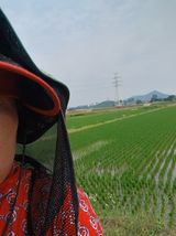 팜모닝 벼·영농일지 게시글 이미지