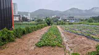신안광열님의 기타작물 · 영농일지 작성글 사진
