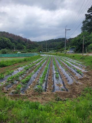 남명호님의 참깨 · 영농일지 작성글 사진