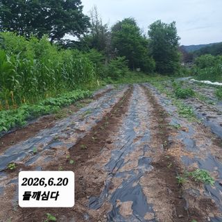 시민농장님의 기타작물 · 영농일지 작성글 사진