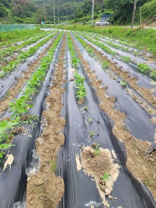 남명호님의 참깨 · 영농일지 작성글 사진
