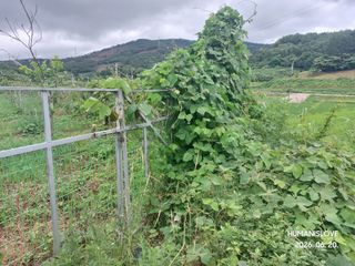 김건형님의 기타작물 · 영농일지 작성글 사진