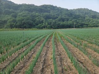엄재웅님의 기타작물 · 영농일지 작성글 사진