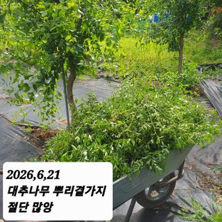 시민농장님의 기타작물 · 영농일지 작성글 사진
