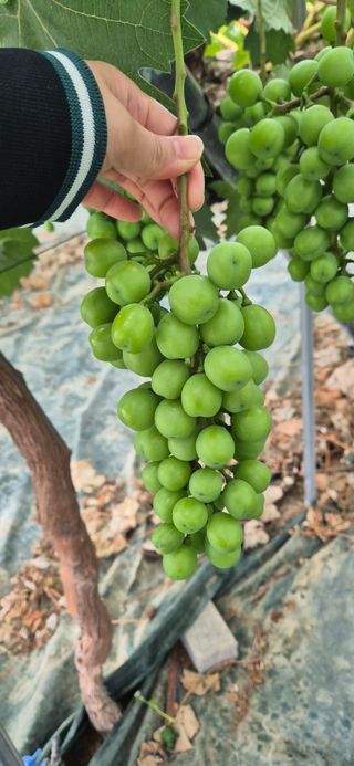 이화주님의 포도 · 영농일지 작성글 사진