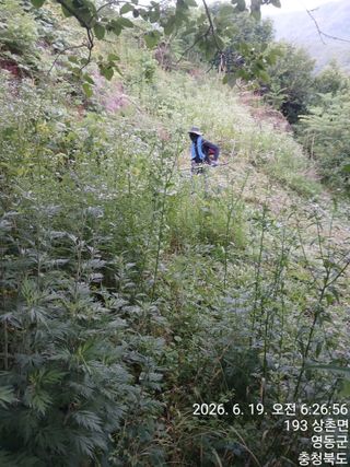 박수연님의 감 · 영농일지 작성글 사진