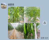 팜모닝 고추·영농일지 게시글 이미지