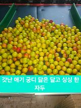 팜모닝 기타작물·영농일지 게시글 이미지