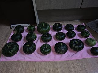 작은세우님의 호박 · 영농일지 작성글 사진