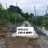 팜모닝 기타작물·영농일지 게시글 이미지