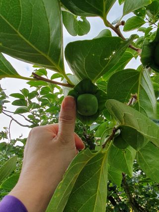 서선옥님의 감 · 영농일지 작성글 사진
