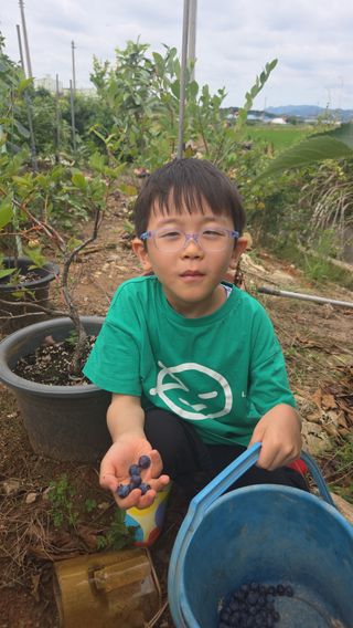 엄기덕님의 복숭아 · 영농일지 작성글 사진