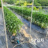 네튜럴님의 작성글 사진