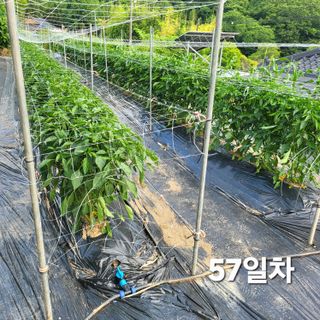 네튜럴님의 고추 · 영농일지 작성글 사진