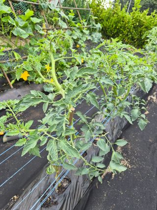 최기덕님의 기타작물 · 영농일지 작성글 사진